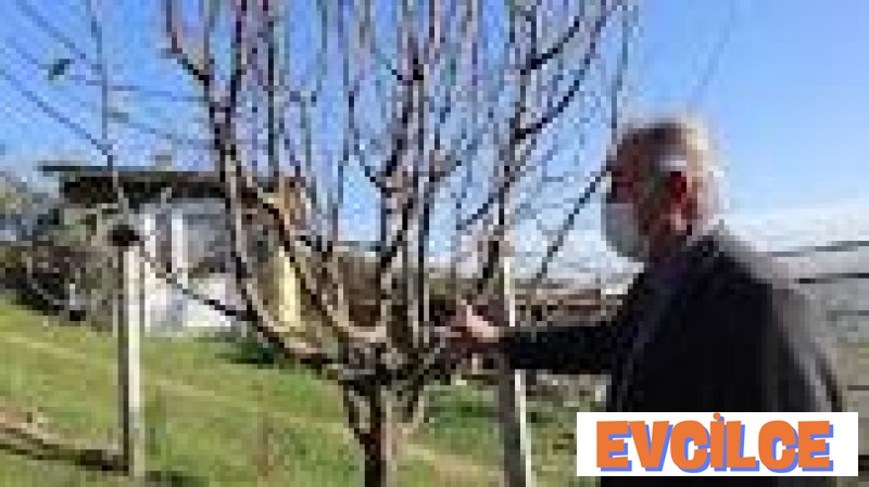 Elma Ağacı Nasıl Budanır?