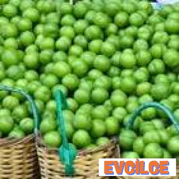 Papaz Erik Hangi Mevsimde Yetişir?