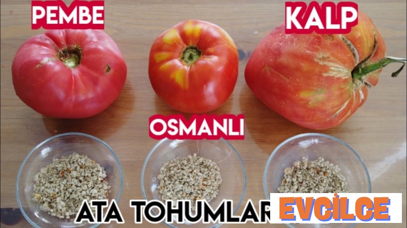 Domates Tohumları Kaç Günde Çıkar